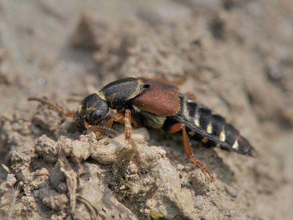 Staphylinus dimidiaticornis addormentato.